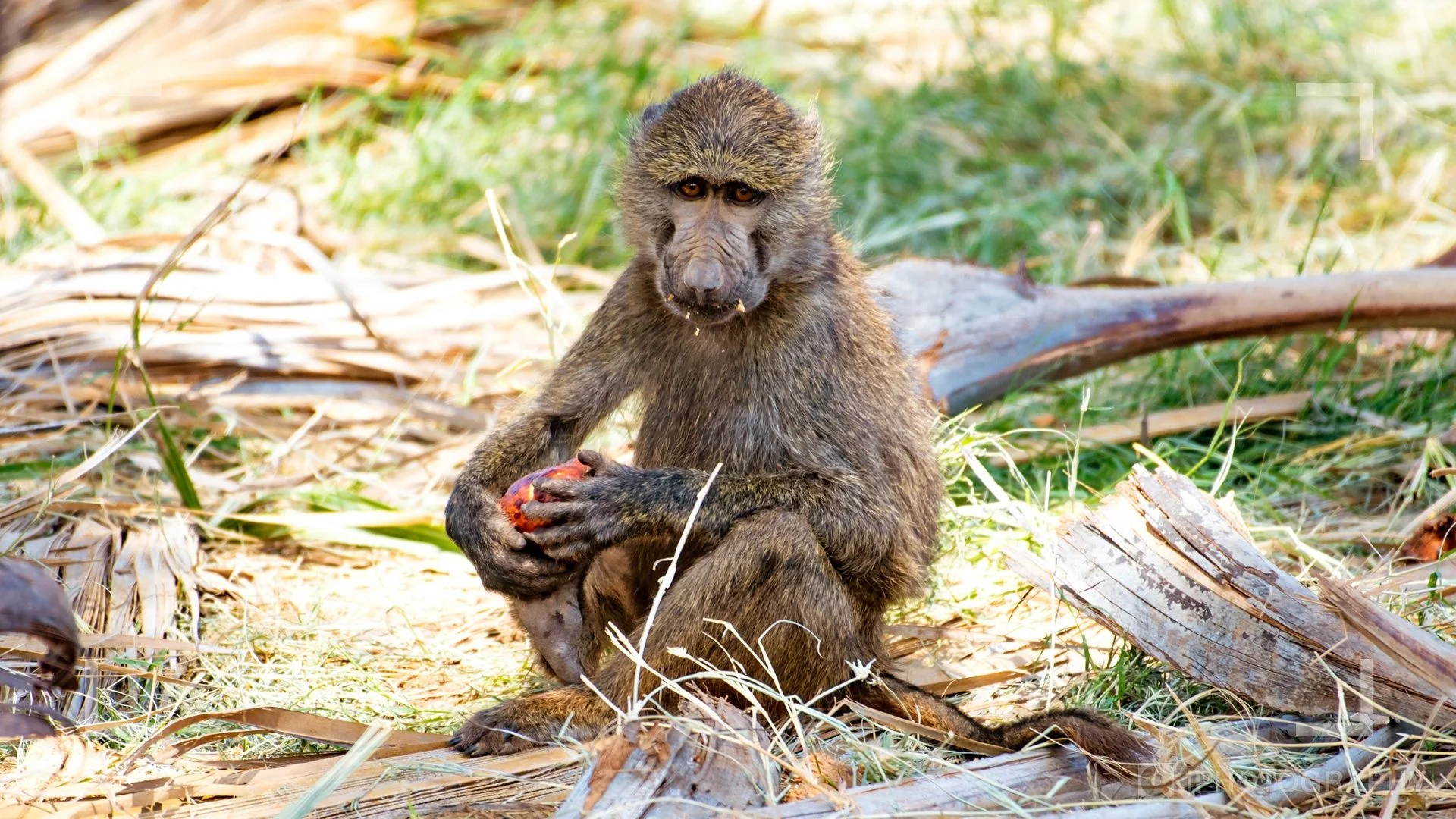 Wildlife Photography Online Course