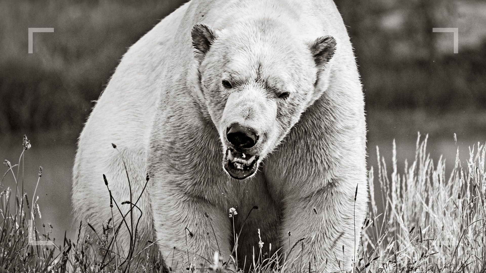 Wildlife Photography Online Course - Image 3