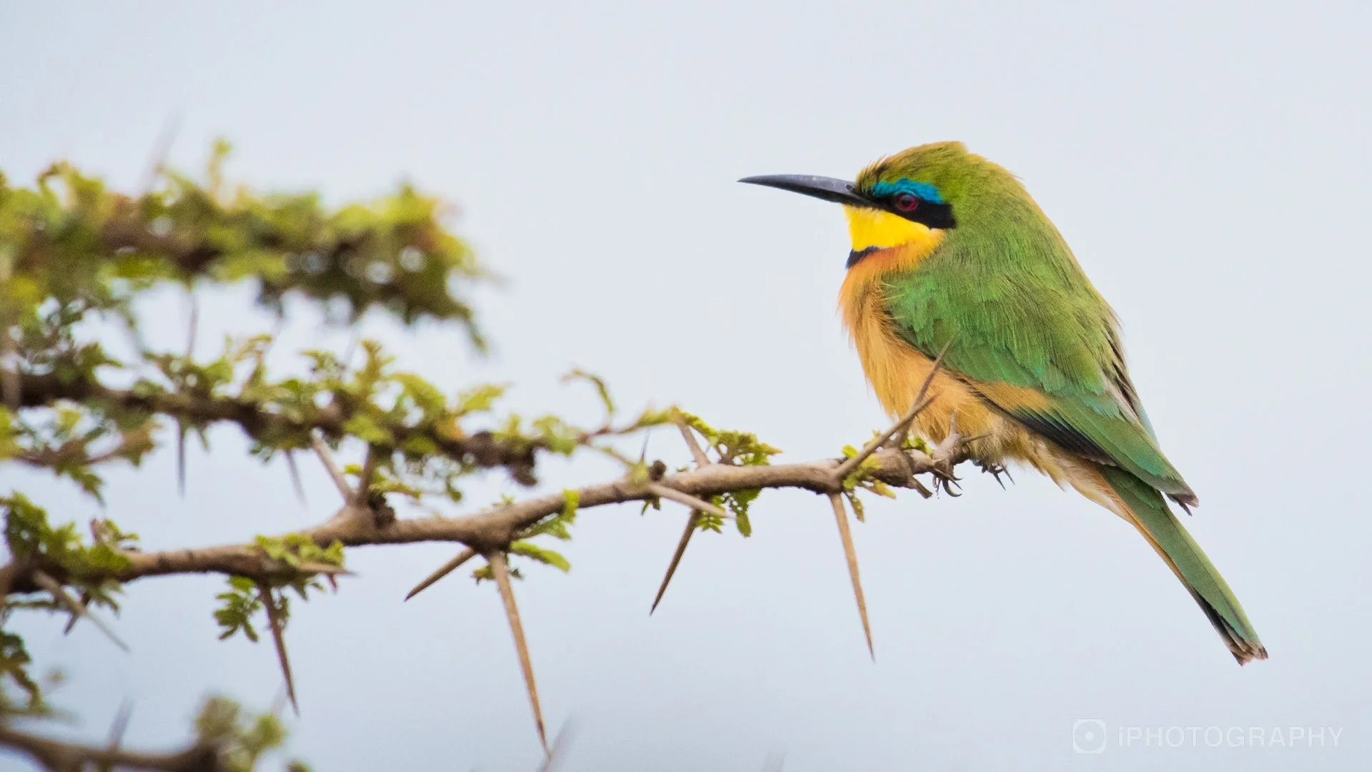 Wildlife Photography Online Course - Image 5