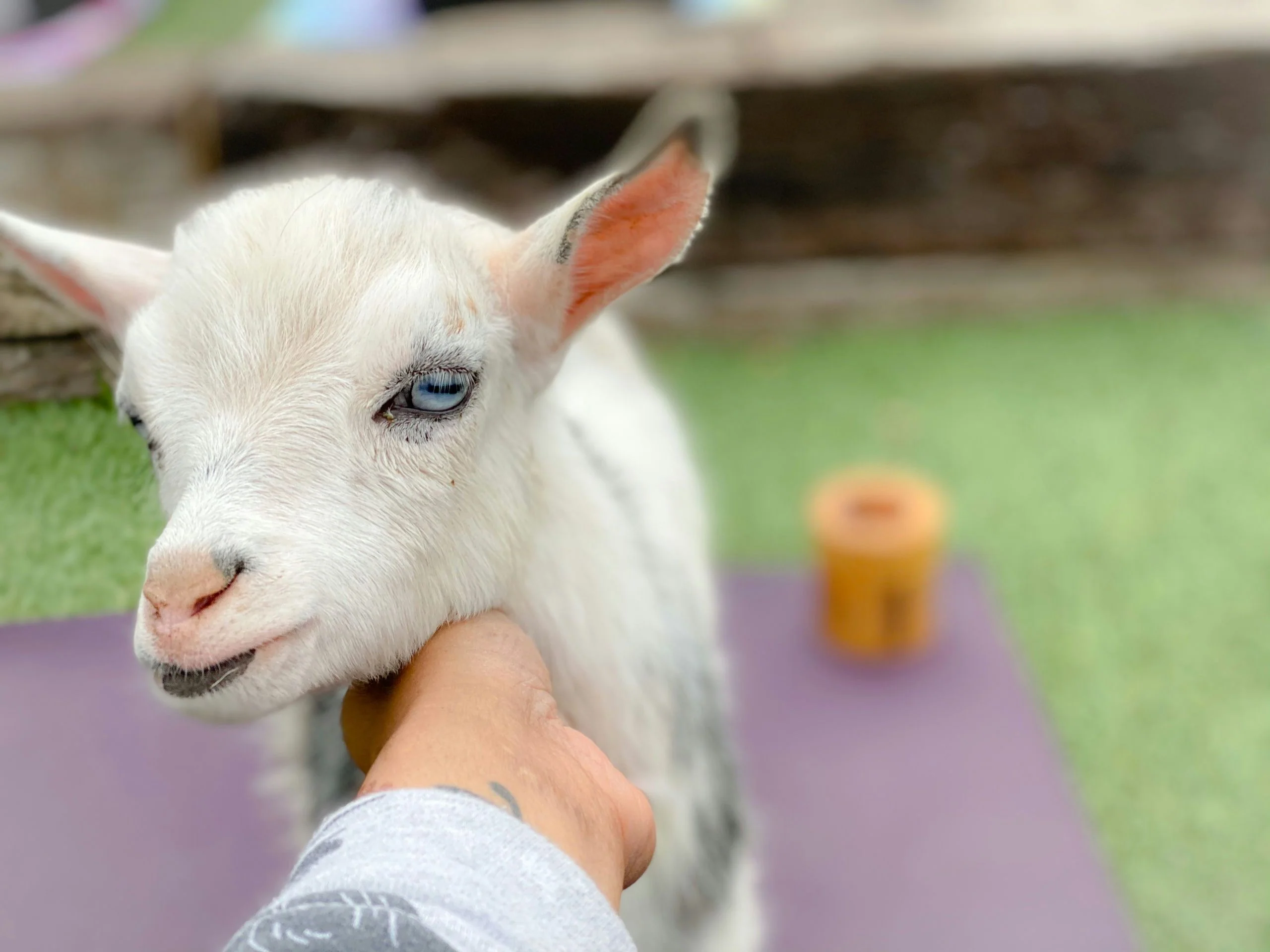 Yoga with Baby Goats - Image 2