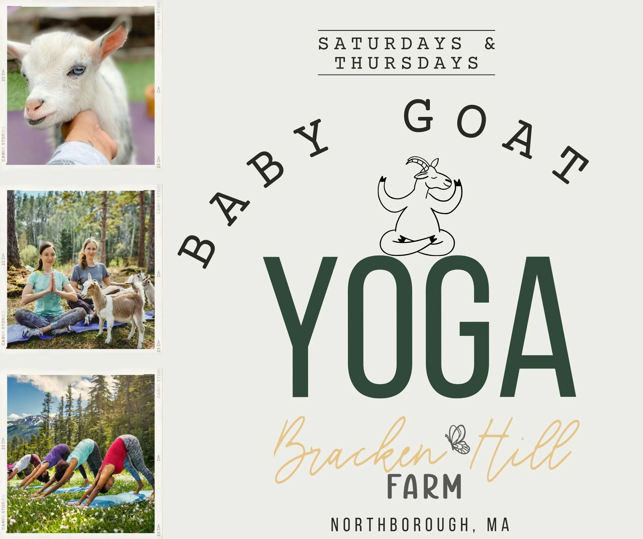 Yoga with Baby Goats - Image 4